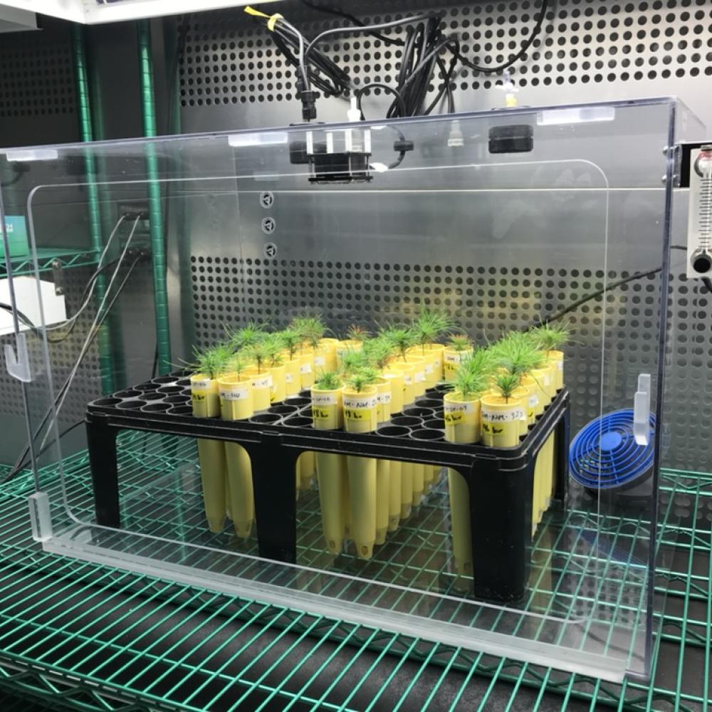 Small pine seedlings growing in yellow tubes inside a clear growth chamber with sensors, lights, and wiring in a lab setting.